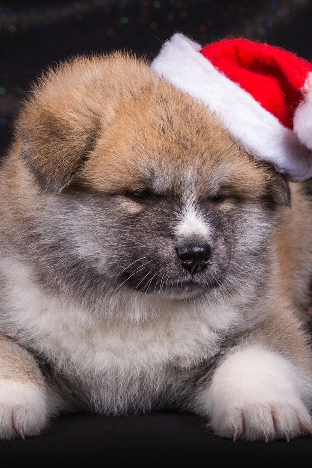 Обои щенок, шапка, японская акита, puppy, hat, japanese akita разрешение 2400x1570 Загрузить