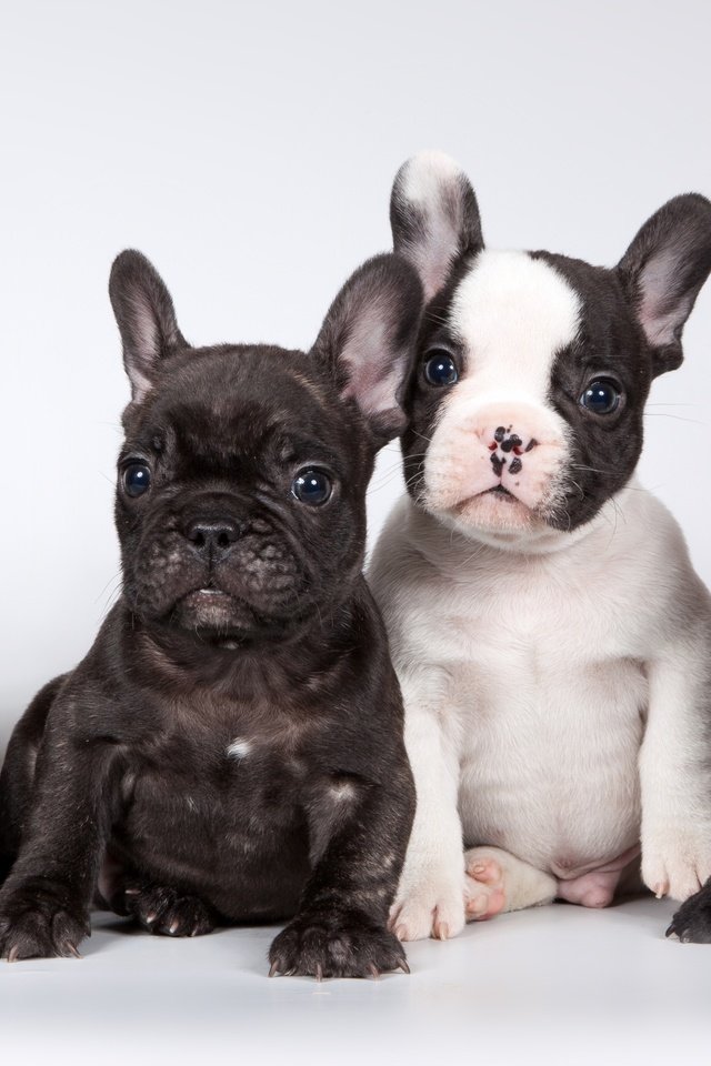 Обои щенки, французский бульдог, милые, puppies, french bulldog, cute разрешение 3200x1905 Загрузить