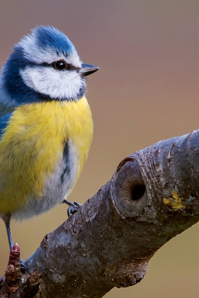 Обои ветка, птица, синица, яркая, лазоревка, клювик, branch, bird, tit, bright, blue tit, beak разрешение 2043x1293 Загрузить