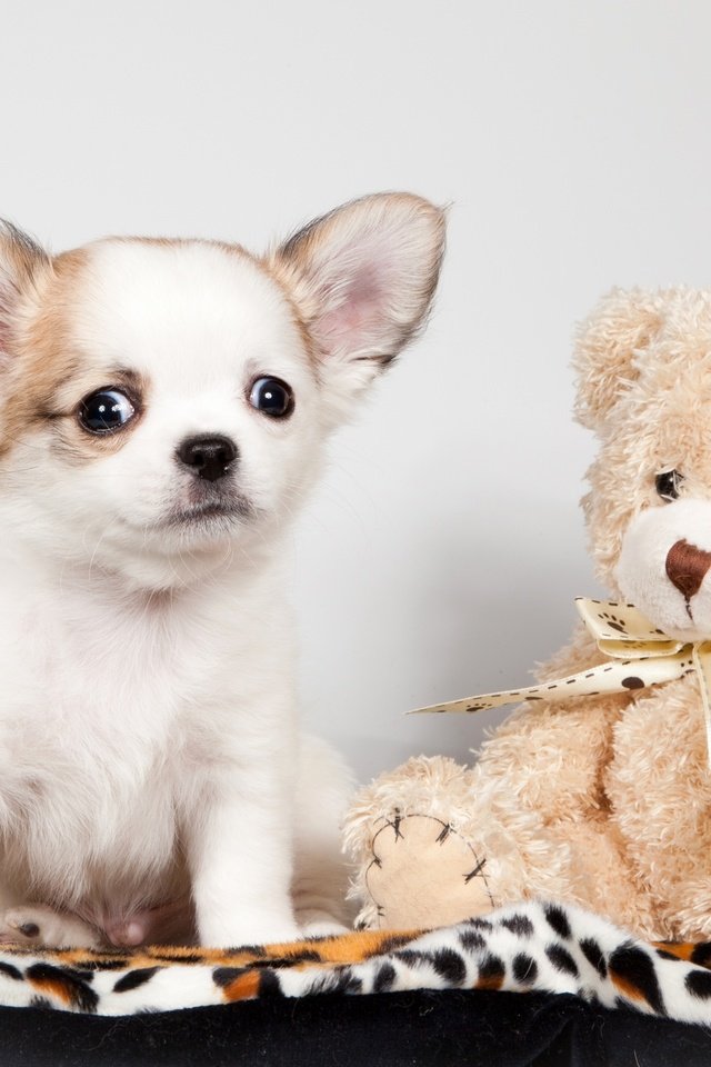 Обои игрушка, щенок, медвежонок, чихуахуа, toy, puppy, bear, chihuahua разрешение 3000x1902 Загрузить