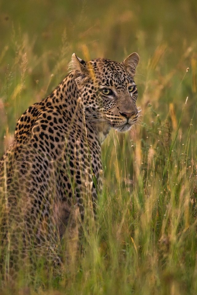 Обои кошка, леопард, саванна, cat, leopard, savannah разрешение 2048x1293 Загрузить