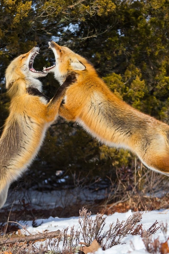 Обои снег, зима, лиса, драка, лисы, snow, winter, fox, fight разрешение 1958x1255 Загрузить