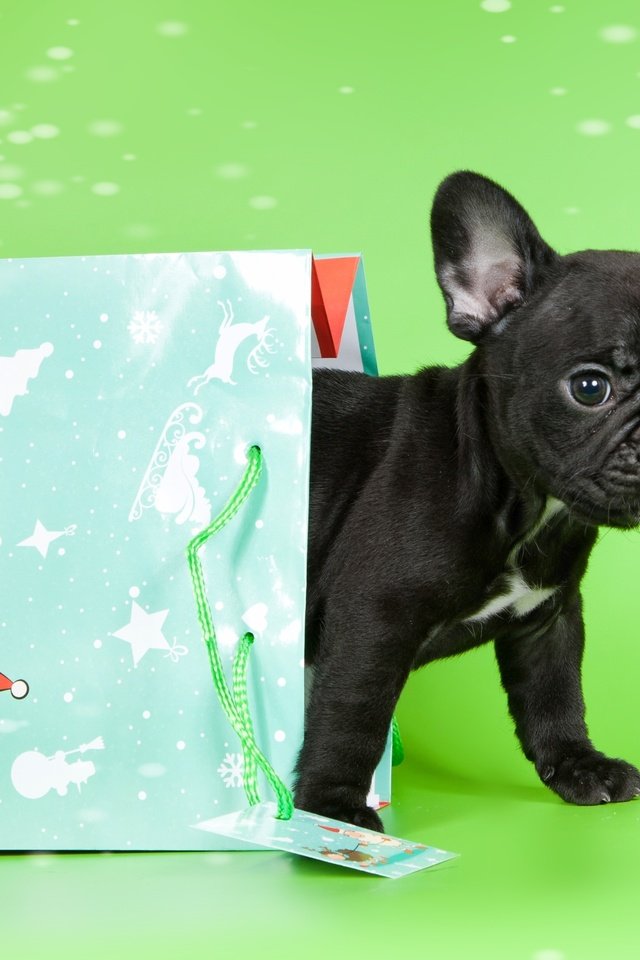 Обои щенок, малыш, пакет, французский бульдог, puppy, baby, package, french bulldog разрешение 3000x1946 Загрузить