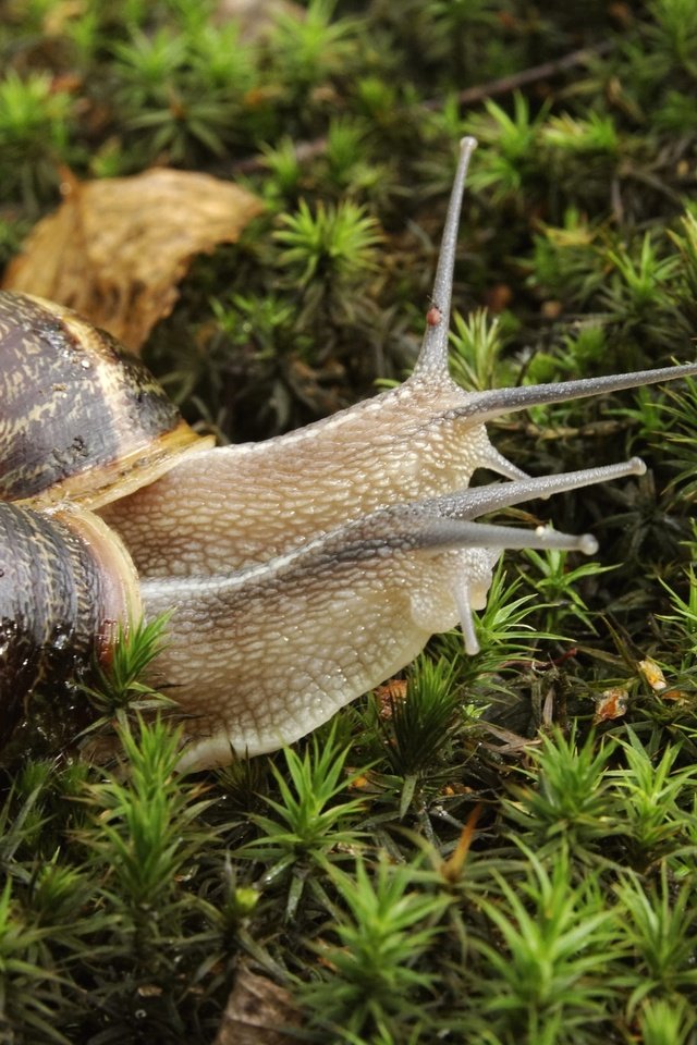 Обои растения, мох, пара, улитка, улитки, рожки, раковина, plants, moss, pair, snail, snails, horns, sink разрешение 2048x1365 Загрузить