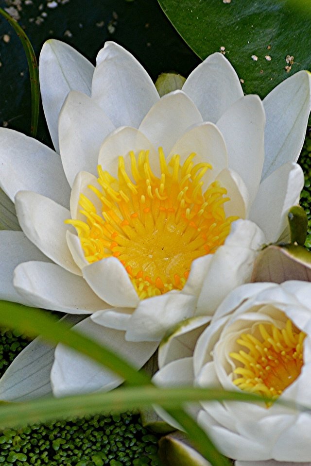 Обои цветы, макро, лилия, кувшинка, нимфея, водяная лилия, flowers, macro, lily, nymphaeum, water lily разрешение 2048x1362 Загрузить