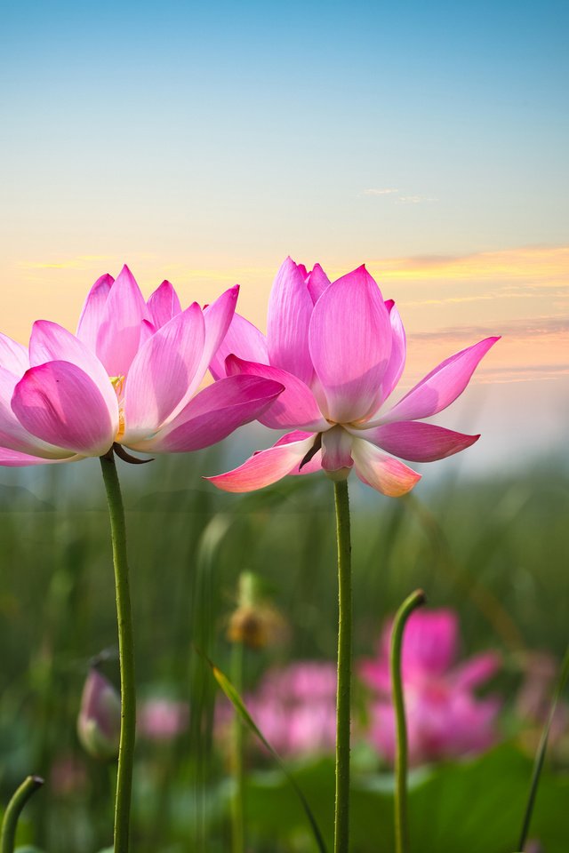 Обои небо, цветы, фон, лепестки, лотос, розовый, стебли, the sky, flowers, background, petals, lotus, pink, stems разрешение 3000x2000 Загрузить