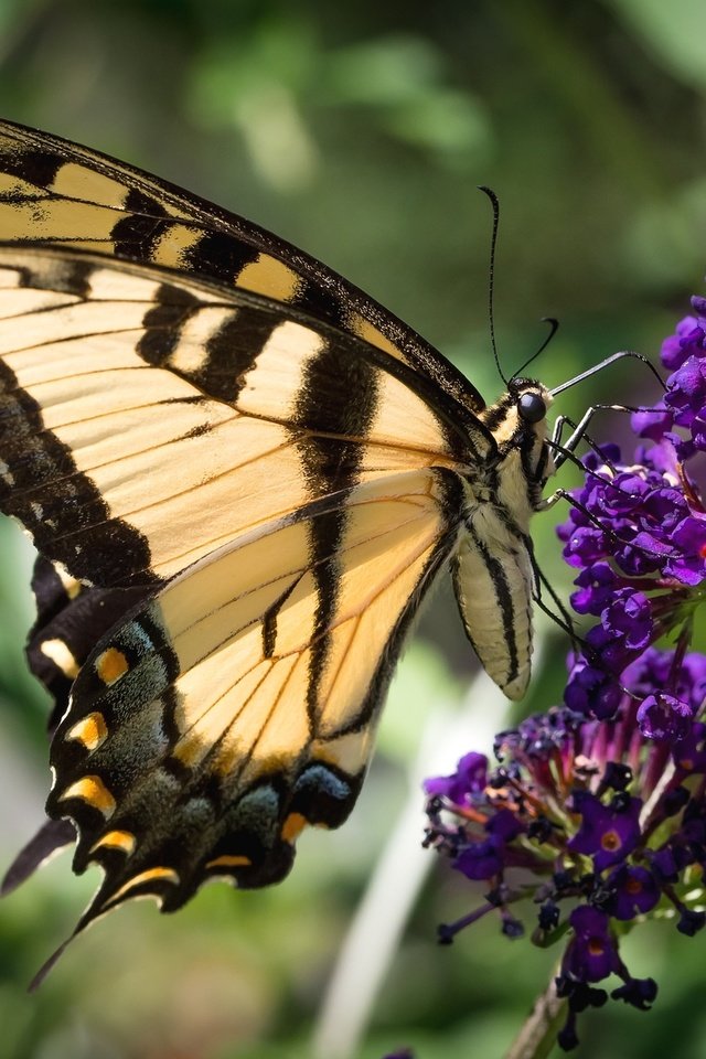 Обои насекомое, цветок, бабочка, крылья, красавица, insect, flower, butterfly, wings, beauty разрешение 2048x1365 Загрузить