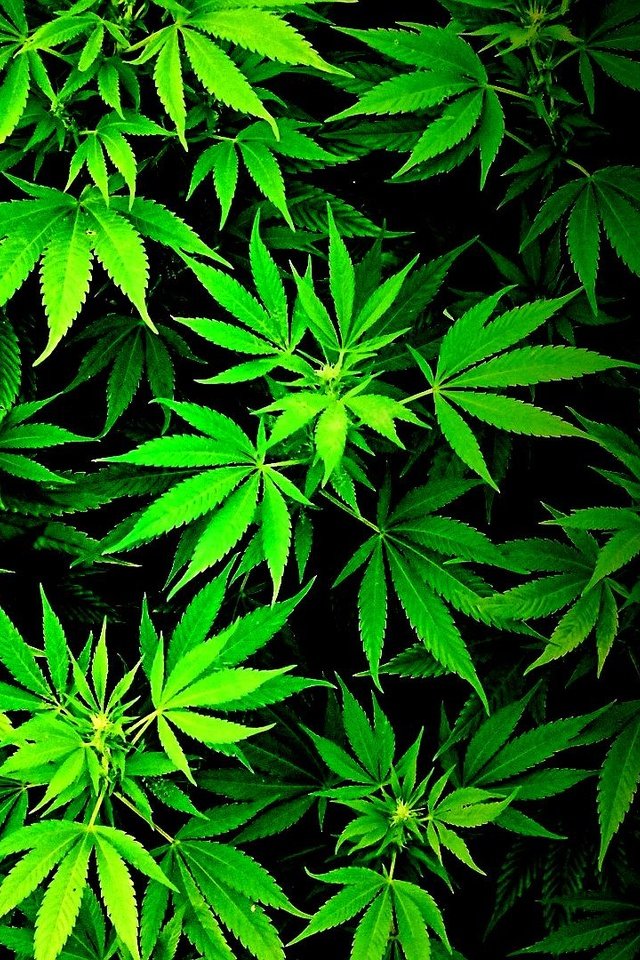 Картинки конопли скачать сознание марихуана