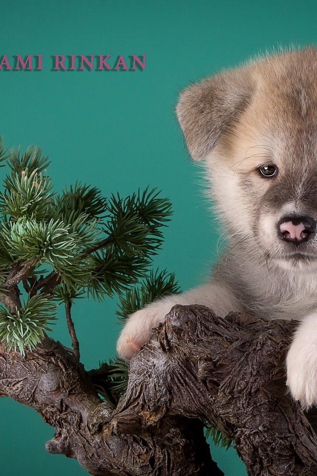 Обои дерево, щенок, бежевый, бонсай, японская акита, tree, puppy, beige, bonsai, japanese akita разрешение 3000x1923 Загрузить