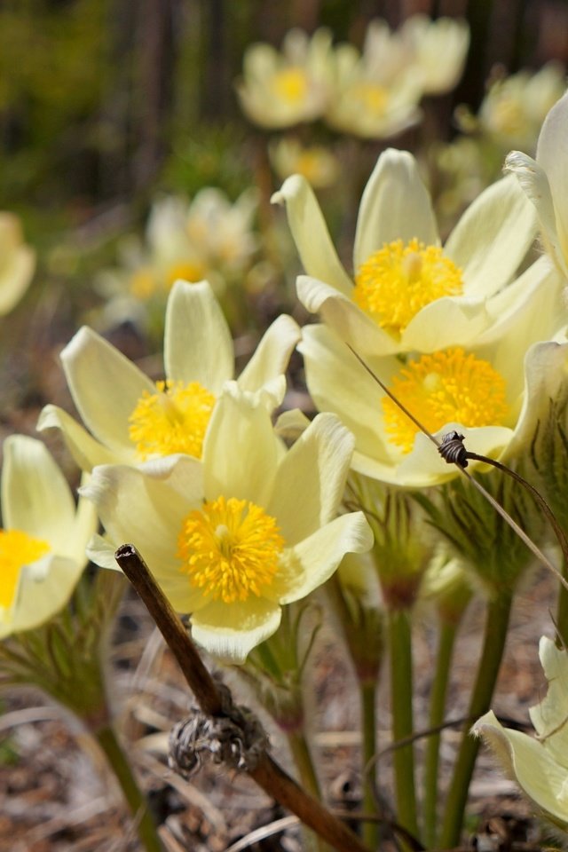 Обои цветы, макро, весна, анемон, flowers, macro, spring, anemone разрешение 2400x1607 Загрузить