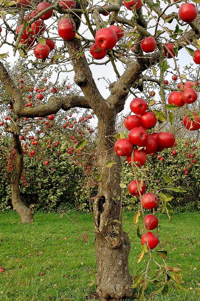 Яблоня столбовая фото
