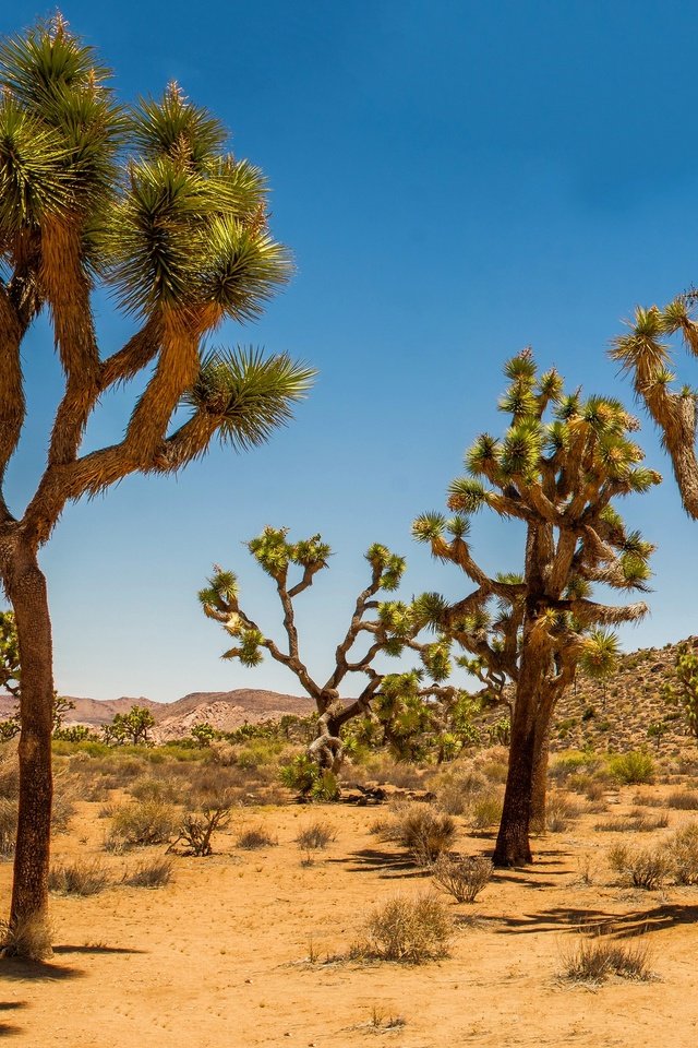 Обои песок, пустыня, сша, кустарник, дюны, joshua tree national park, дерево джошуа, sand, desert, usa, shrub, dunes, joshua tree разрешение 2880x1662 Загрузить