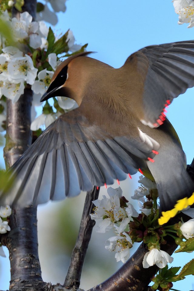 Обои цветение, птица, весна, свиристель, flowering, bird, spring, the waxwing разрешение 2048x1380 Загрузить