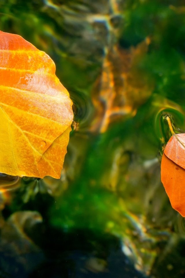 Обои вода, листья, осень, water, leaves, autumn разрешение 2048x1316 Загрузить