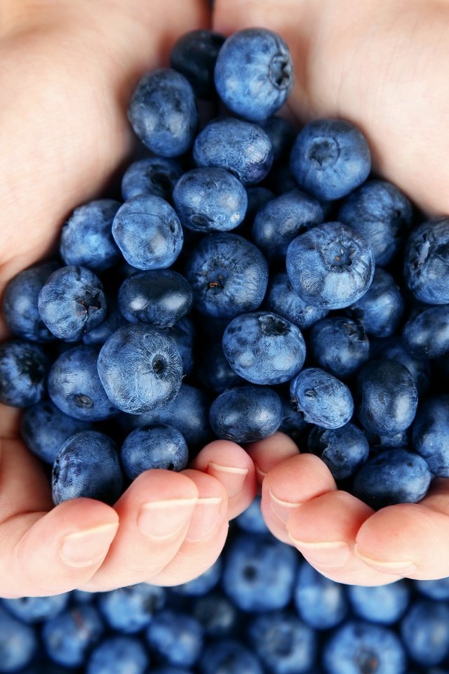 Обои ягоды, лесные ягоды, черника, парное, черничный, berries, blueberries, fresh, blueberry разрешение 2880x1920 Загрузить