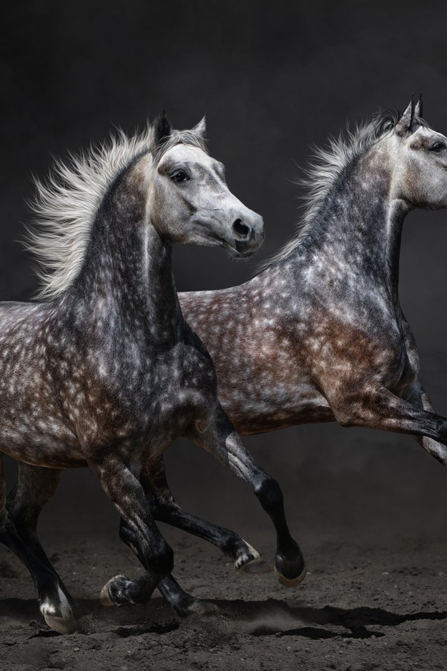 Обои лошади, конь, бег, horse, running разрешение 4493x2729 Загрузить