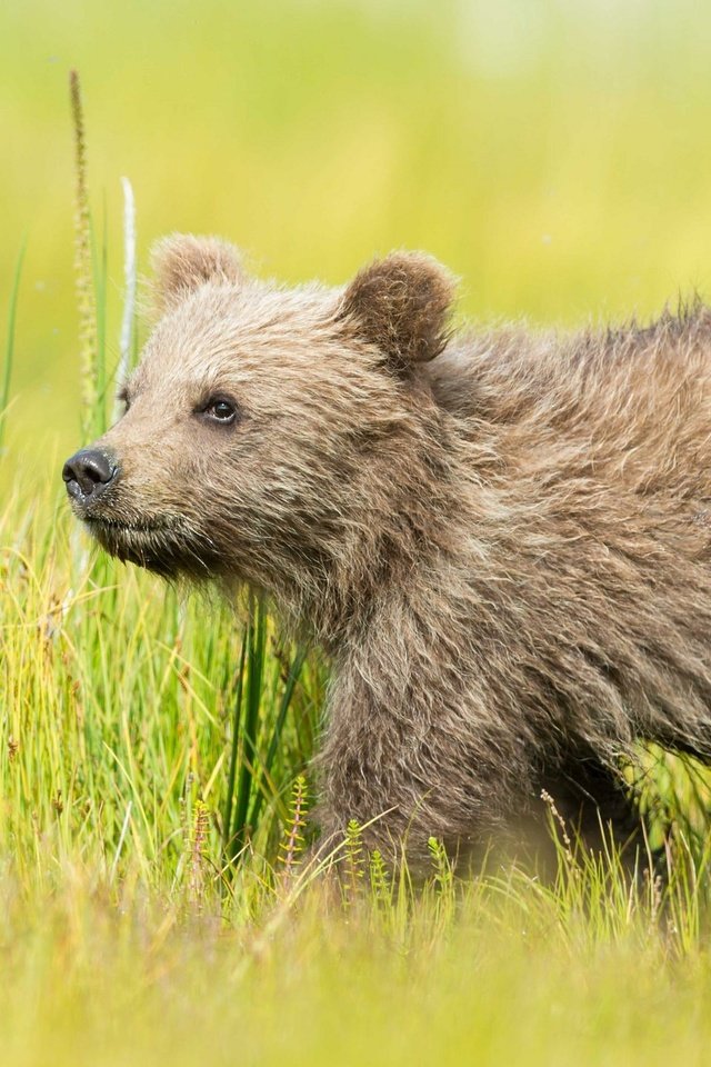 Обои трава, природа, медведь, медвежонок, бурый, grass, nature, bear, brown разрешение 2048x1363 Загрузить