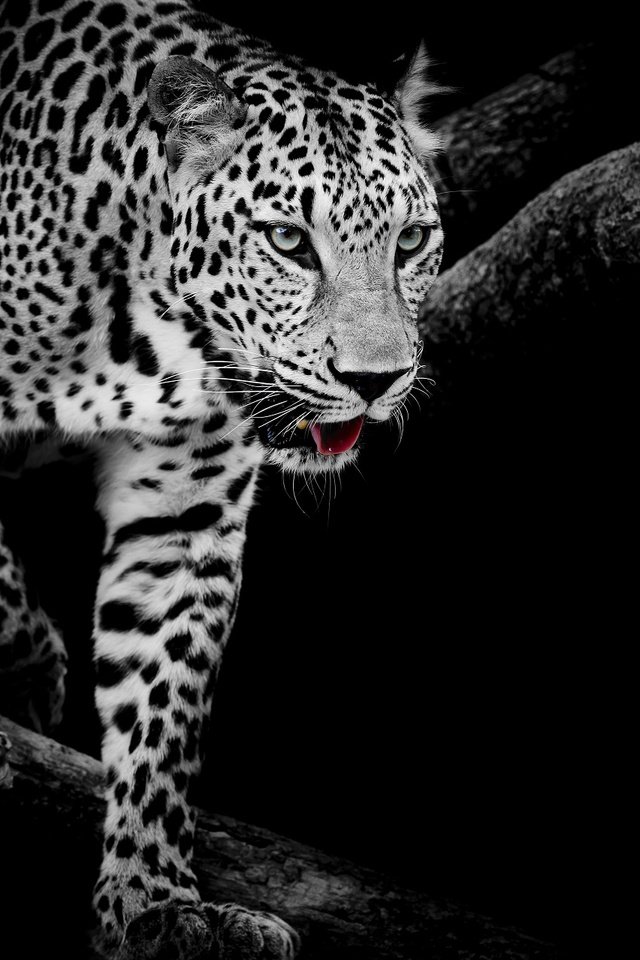 Обои кошка, чёрно-белое, леопард, хищник, cat, black and white, leopard, predator разрешение 1920x1280 Загрузить