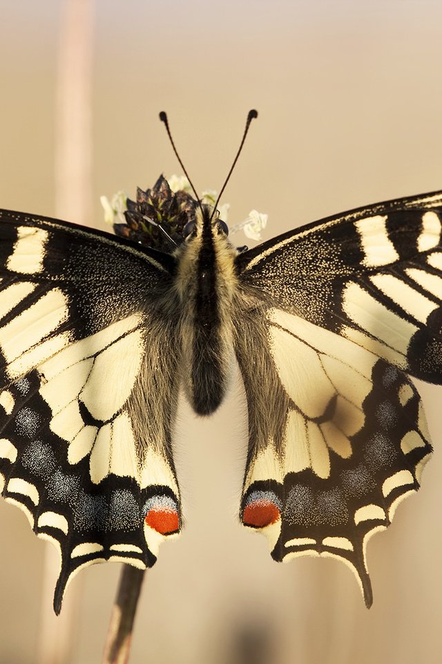 Обои бабочка, крылья, красиво, игруха, чешуекрылые, махаон, butterfly, wings, beautiful, ., lepidoptera, swallowtail разрешение 1920x1200 Загрузить