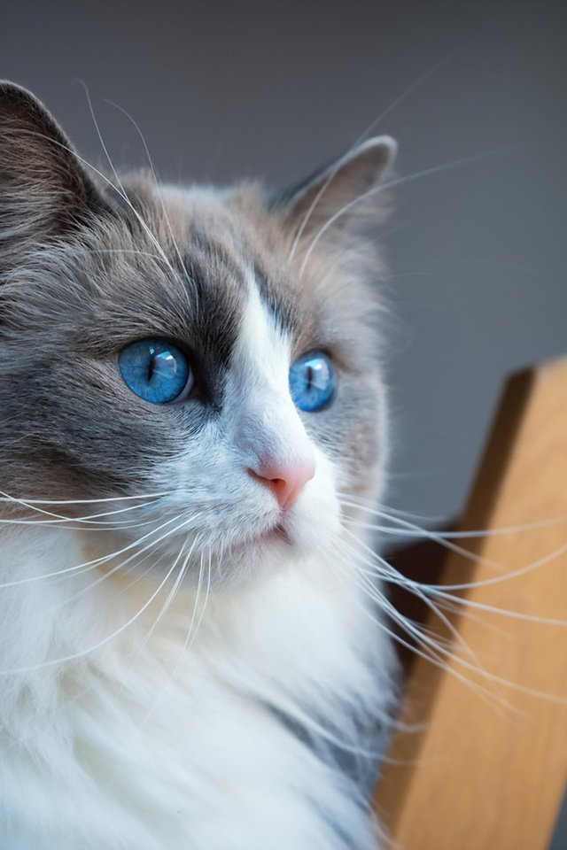 Обои глаза, фон, мордочка, усы, кошка, взгляд, eyes, background, muzzle, mustache, cat, look разрешение 1920x1227 Загрузить