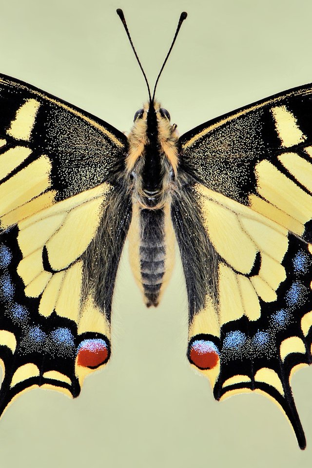Обои бабочка, крылья, красиво, чешуекрылые, махаон, butterfly, wings, beautiful, lepidoptera, swallowtail разрешение 2560x1600 Загрузить