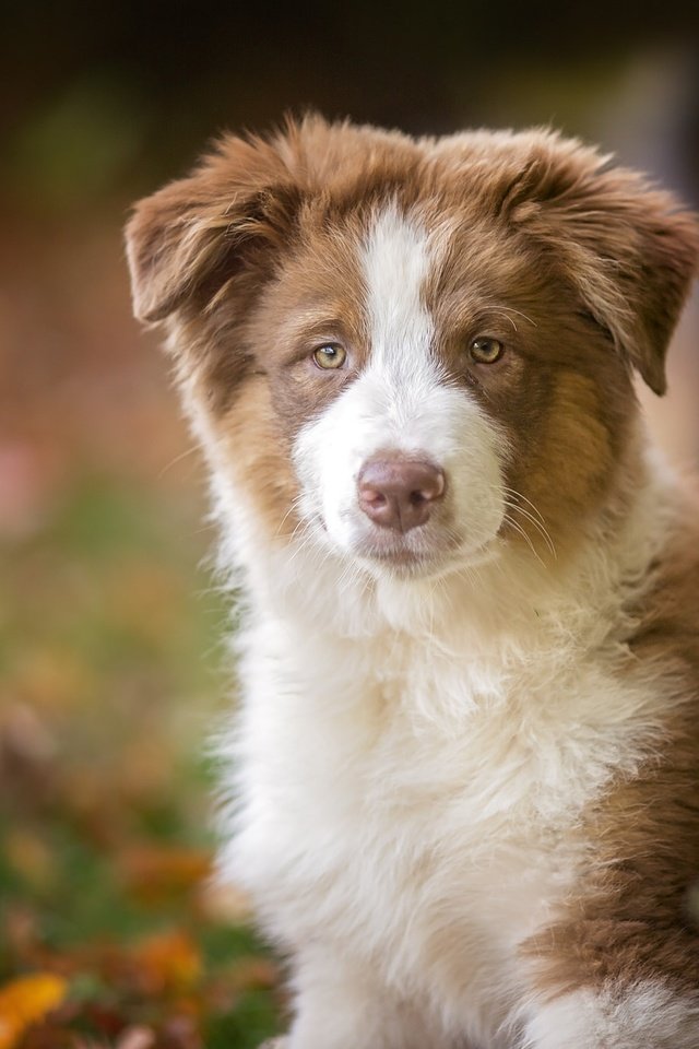 Обои взгляд, собака, щенок, австралийская овчарка, аусси, look, dog, puppy, australian shepherd, aussie разрешение 2048x1365 Загрузить