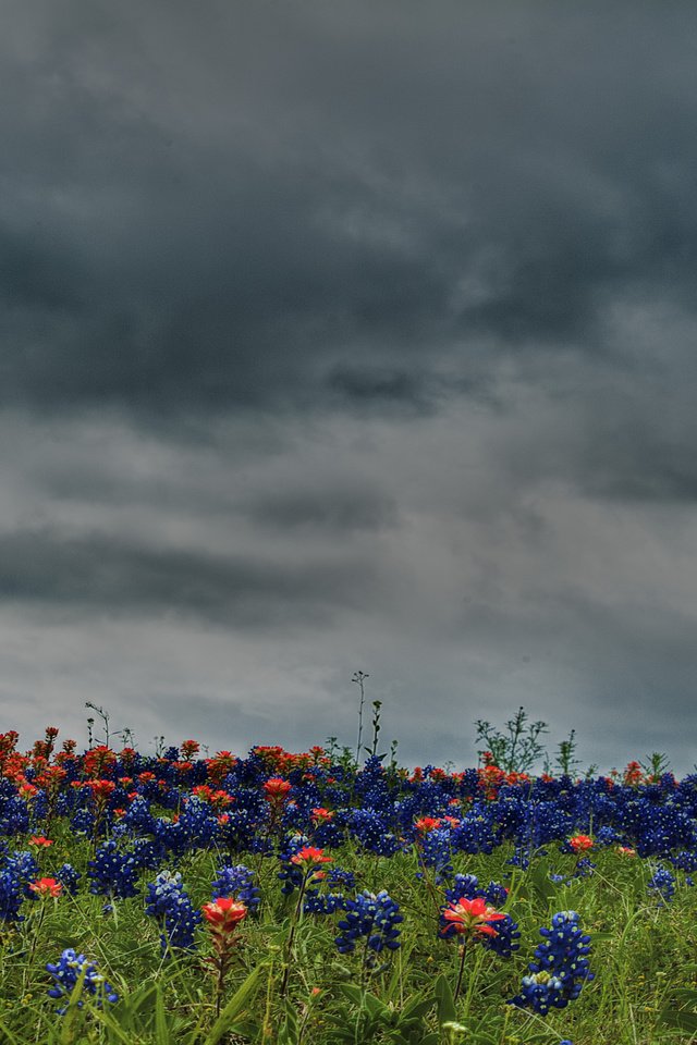 Обои небо, цветы, облака, природа, поле, луг, the sky, flowers, clouds, nature, field, meadow разрешение 4736x2848 Загрузить