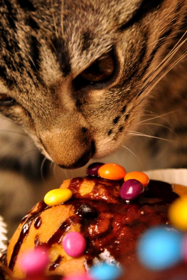 Обои кот, кошка, сладости, cat, sweets разрешение 3776x2848 Загрузить