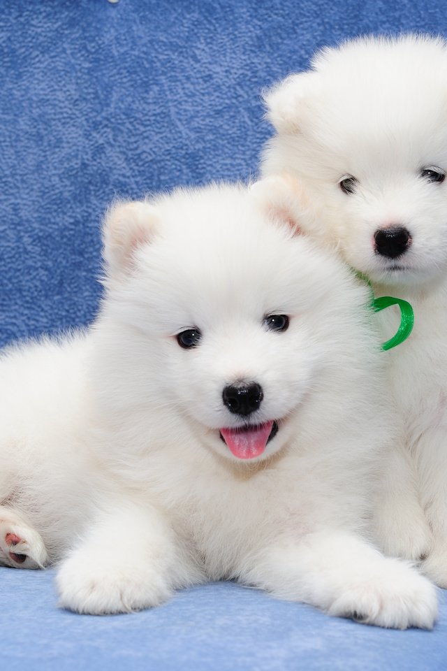 Обои парочка, щенки, собаки, самоед, самоедская собака, a couple, puppies, dogs, samoyed, the samoyed разрешение 3466x2526 Загрузить