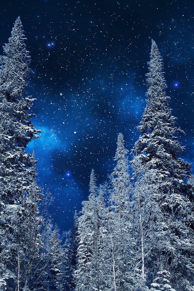 Обои небо, ели, ночь, неба, деревья, деревь, на природе, ноч, снег, звезд, природа, зима, звезды, мороз, the sky, ate, night, sky, trees, snow, nature, winter, stars, frost разрешение 1920x1200 Загрузить