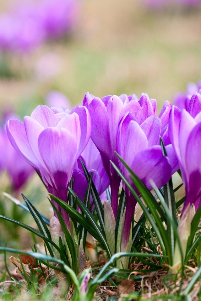 Обои цветы, природа, весна, крокусы, фиалка, flowers, nature, spring, crocuses, violet разрешение 2880x1920 Загрузить