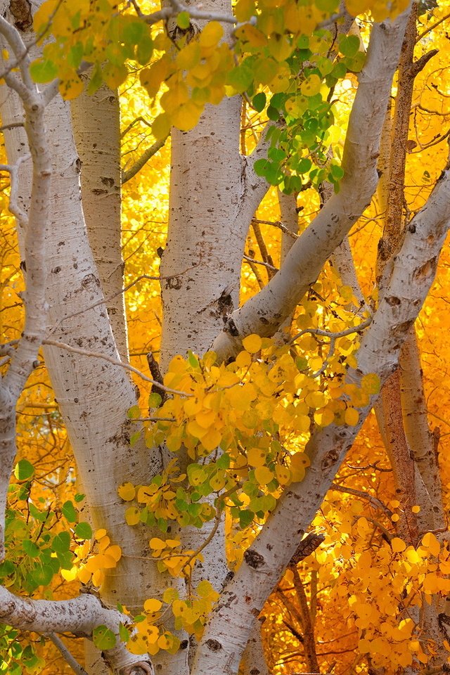 Обои деревья, осень, деревь, опадают, autumn colors, trees, autumn, fall разрешение 2247x1363 Загрузить