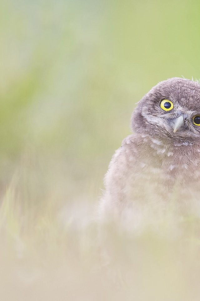 Обои сова, природа, фон, птица, burrowing owlet (athene cunicularia), owl, nature, background, bird разрешение 2047x1222 Загрузить