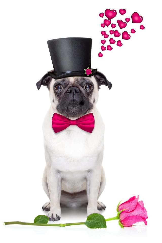 Обои розы, собака, сердце, шляпа, мопс, roses, dog, heart, hat, pug разрешение 6000x4000 Загрузить