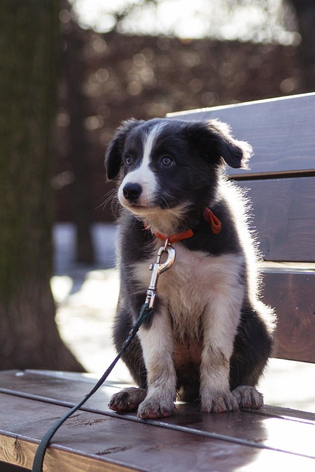 Обои собака, щенок, бордер-колли, cобака, dog, puppy, the border collie разрешение 3872x2592 Загрузить