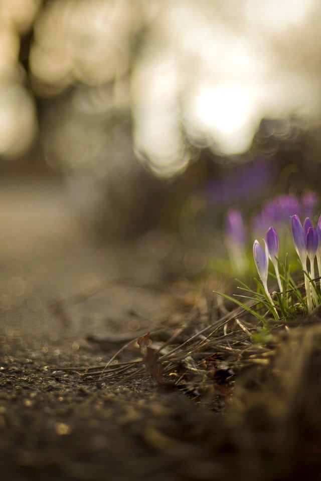 Обои цветы, природа, весна, крокусы, боке, brooke pennington, flowers, nature, spring, crocuses, bokeh разрешение 2048x1363 Загрузить