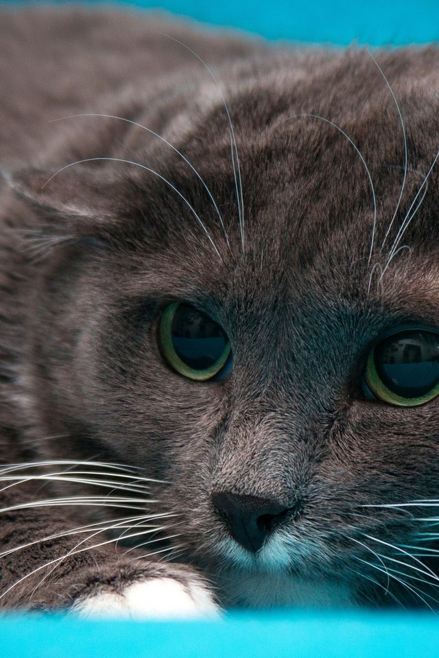 Обои глаза, морда, портрет, кот, кошка, взгляд, серый, вислоухий, шотландский, scottish, eyes, face, portrait, cat, look, grey, fold разрешение 2880x1619 Загрузить