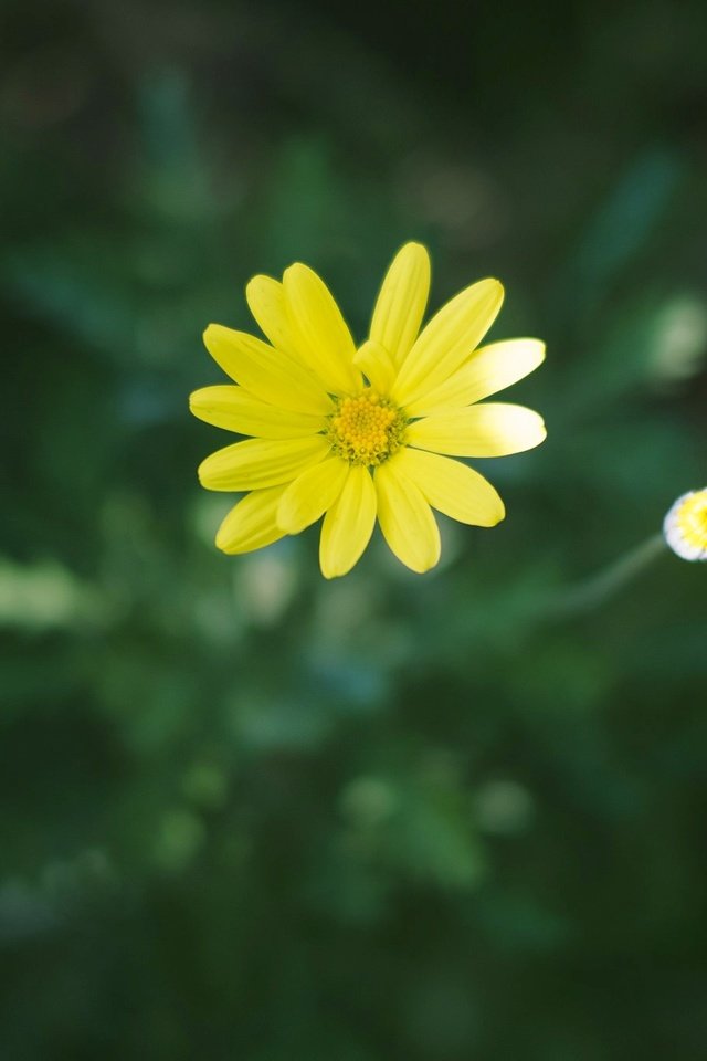 Обои цветок, лепестки, желтые, flower, petals, yellow разрешение 2048x1365 Загрузить