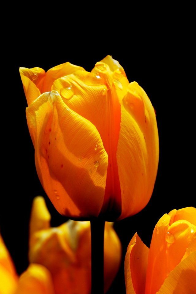 Обои цветы, природа, весна, черный фон, тюльпаны, flowers, nature, spring, black background, tulips разрешение 1920x1321 Загрузить