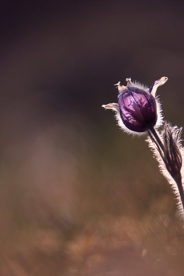 Обои природа, макро, цветок, nature, macro, flower разрешение 2560x1600 Загрузить