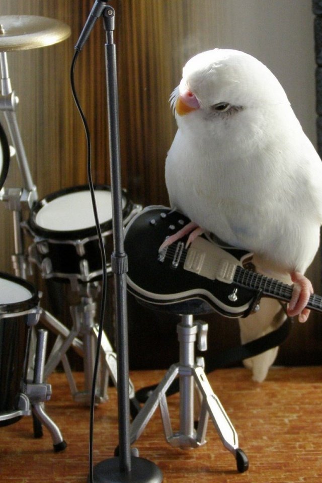 Обои животные, гитара, музыка, белый, птица, попугай, animals, guitar, music, white, bird, parrot разрешение 1920x1200 Загрузить