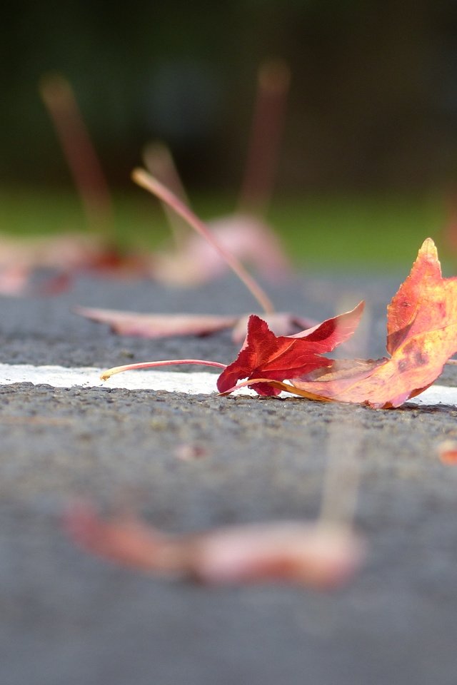 Обои дорога, листья, осень, листик, road, leaves, autumn, leaf разрешение 4000x3000 Загрузить