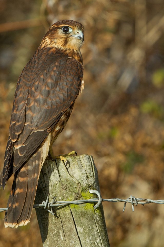 Обои вид, проволока, профиль, птица, сокол, деревянный столб, птаха, view, wire, profile, bird, falcon, wood post разрешение 2016x1306 Загрузить