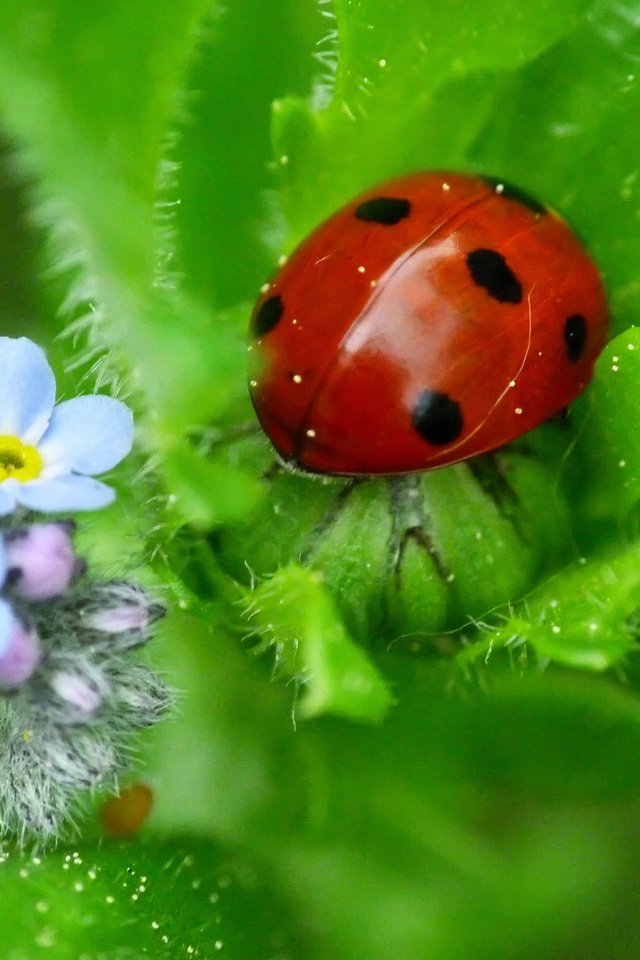 Обои природа, божья коровка, незабудки, nature, ladybug, forget-me-nots разрешение 2048x1536 Загрузить