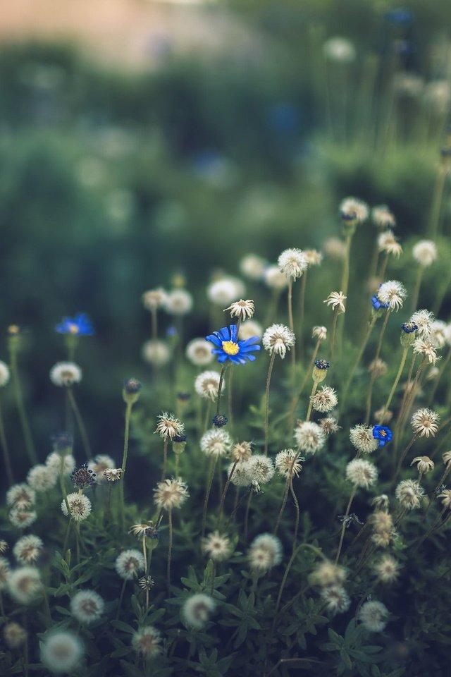 Обои цветы, природа, поле, лето, одуванчики, васильки, flowers, nature, field, summer, dandelions, cornflowers разрешение 3000x2000 Загрузить