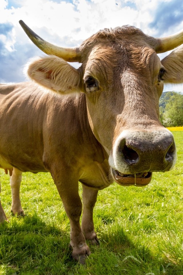 Обои животные, ферма, коровы, домашний скот, молочный скот, animals, farm, cows, livestock, dairy cattle разрешение 2560x1600 Загрузить