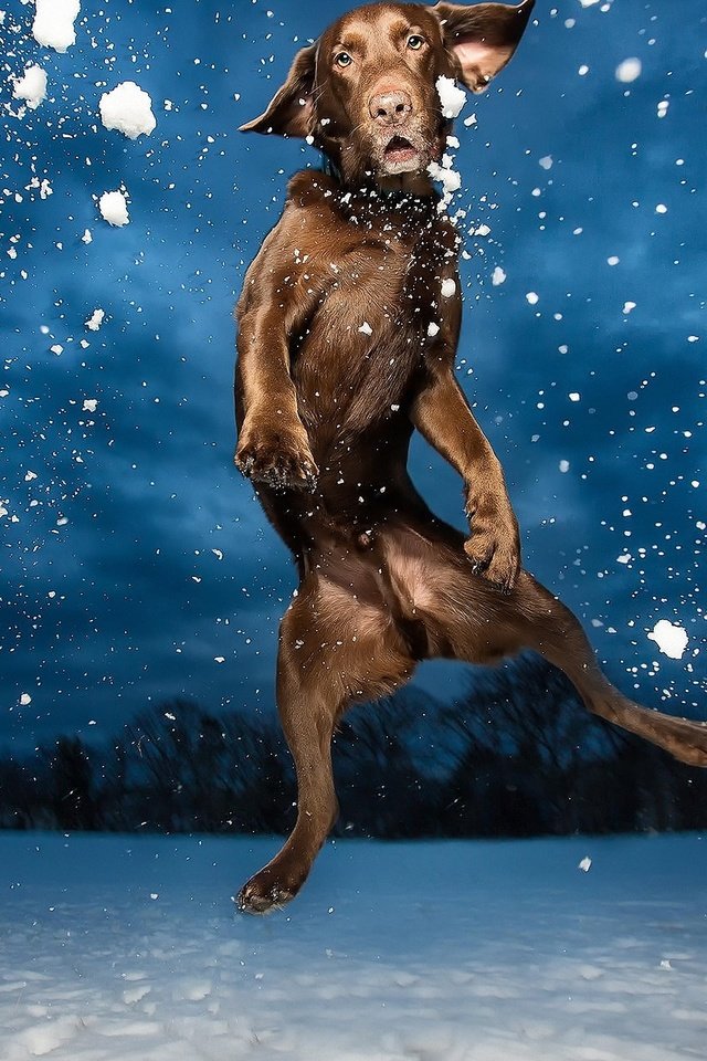 Обои фото, собака, прыгает, лобрадор, photo, dog, jumping, labrador разрешение 2560x1600 Загрузить