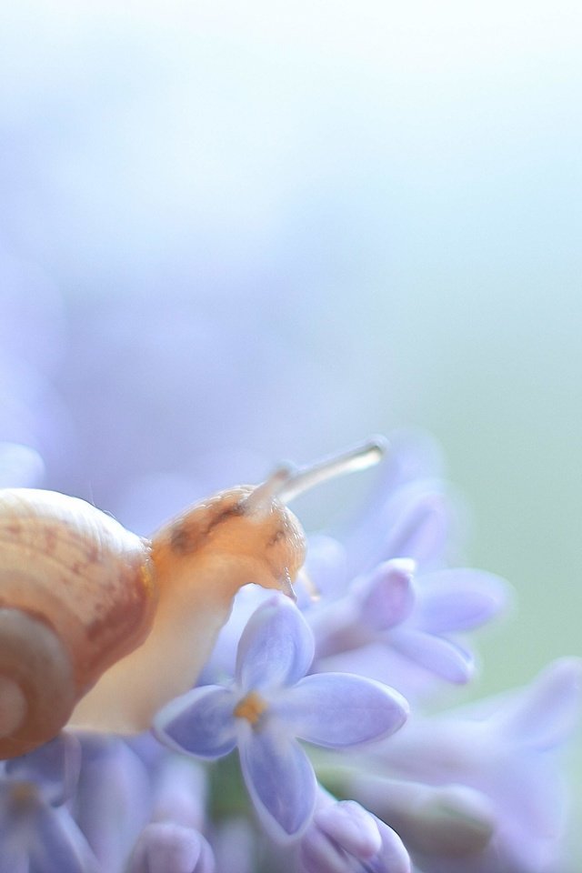 Обои макро, цветок, животное, растение, улитка, macro, flower, animal, plant, snail разрешение 5184x3456 Загрузить