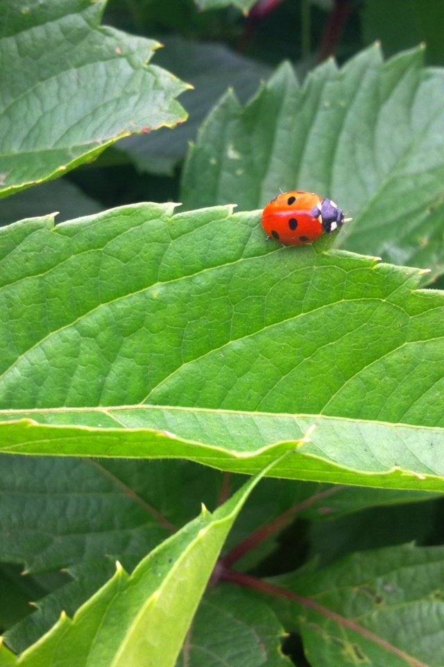 Обои зелень, листья, насекомое, лето, божья коровка, greens, leaves, insect, summer, ladybug разрешение 2592x1944 Загрузить