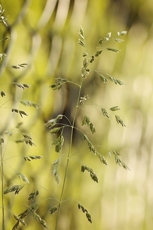 Обои трава, природа, забор, сетка, колоски, боке, grass, nature, the fence, mesh, spikelets, bokeh разрешение 2048x1361 Загрузить